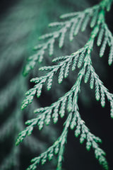 Conifer twig Poster och Canvastavla