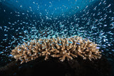 Underwater Life Poster och Canvastavla