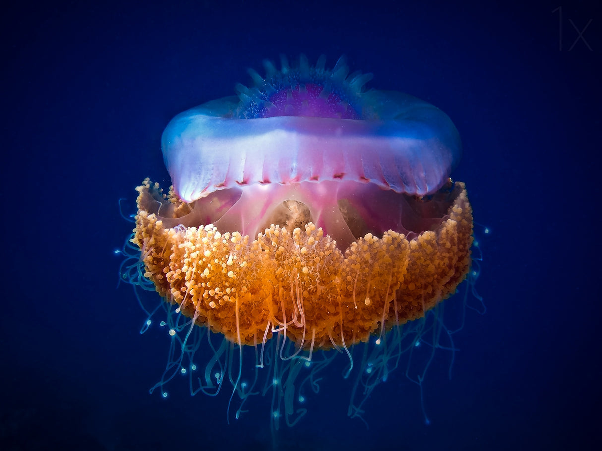 Fried Egg Jellyfish Poster och Canvastavla
