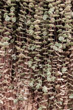Hanging Garden Poster och Canvastavla