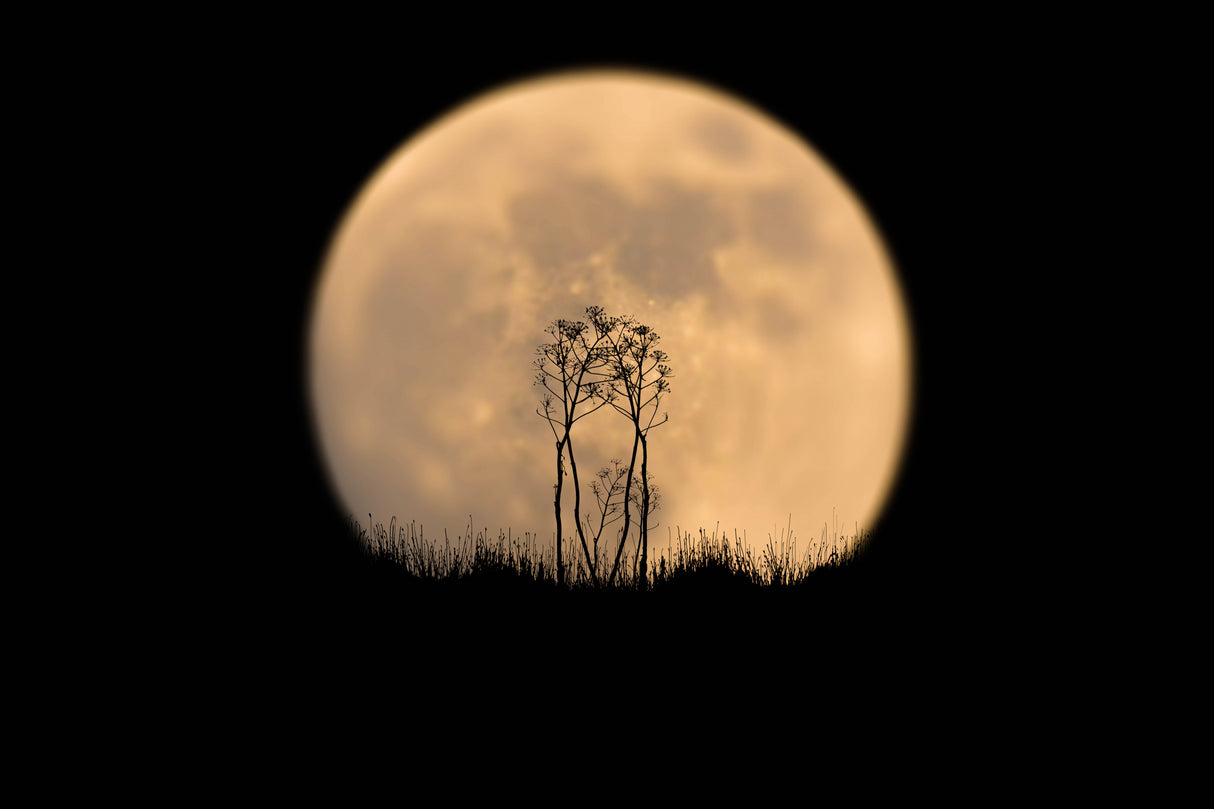 Look at the moon! Poster och Canvastavla