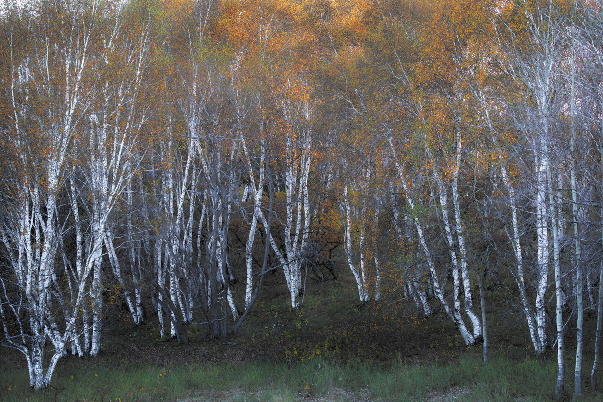 Autumn of white birch Poster och Canvastavla