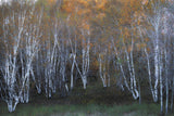 Autumn of white birch Poster och Canvastavla
