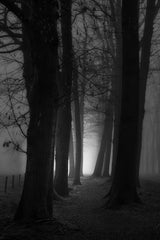 Foggy mystery forest Poster och Canvastavla