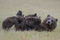 Nursing Mama Bear with Triplets Poster och Canvastavla