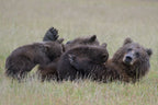 Nursing Mama Bear with Triplets Poster och Canvastavla
