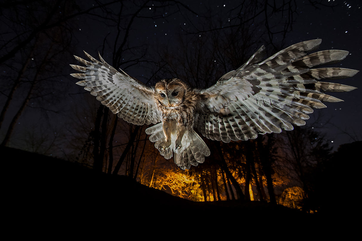 Tawny owl and the false fire Poster och Canvastavla