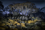 Button Grass - Charlotte's Pass Poster och Canvastavla