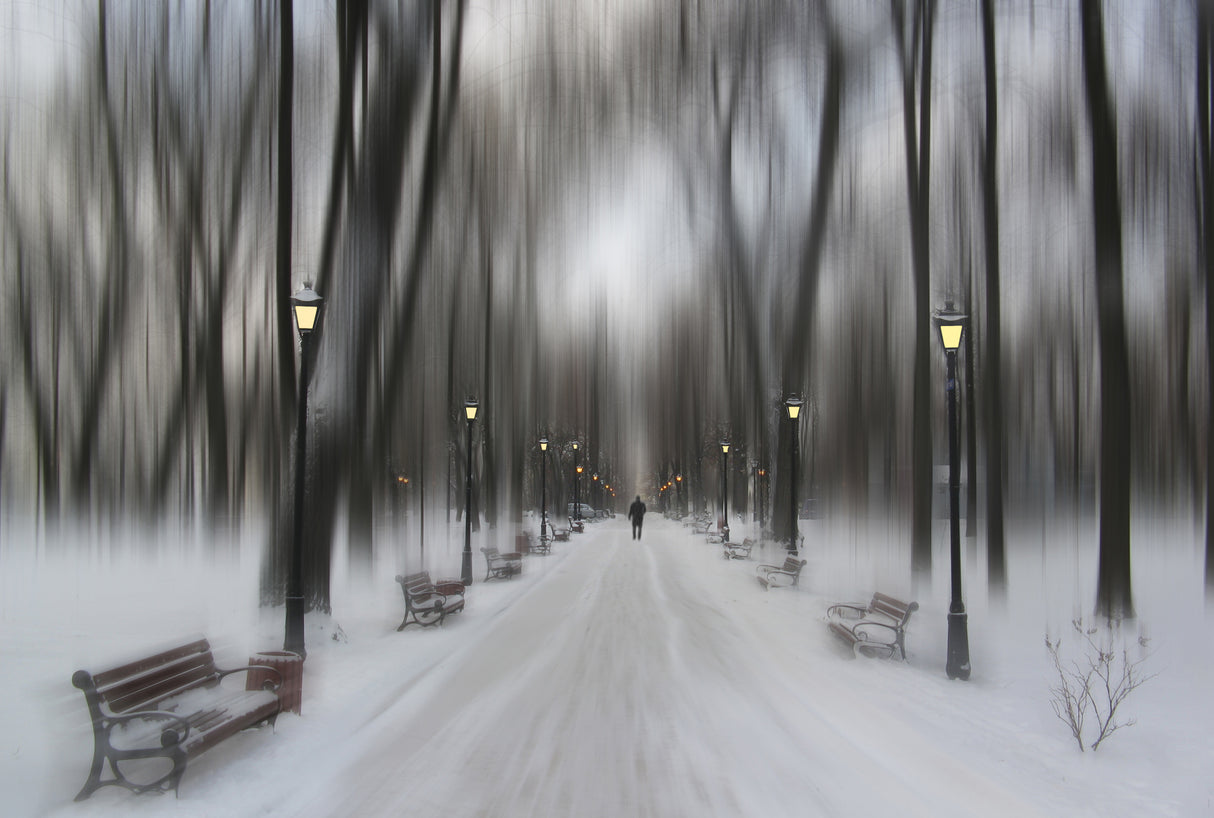 Winter park Poster och Canvastavla