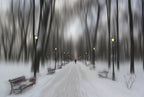 Winter park Poster och Canvastavla