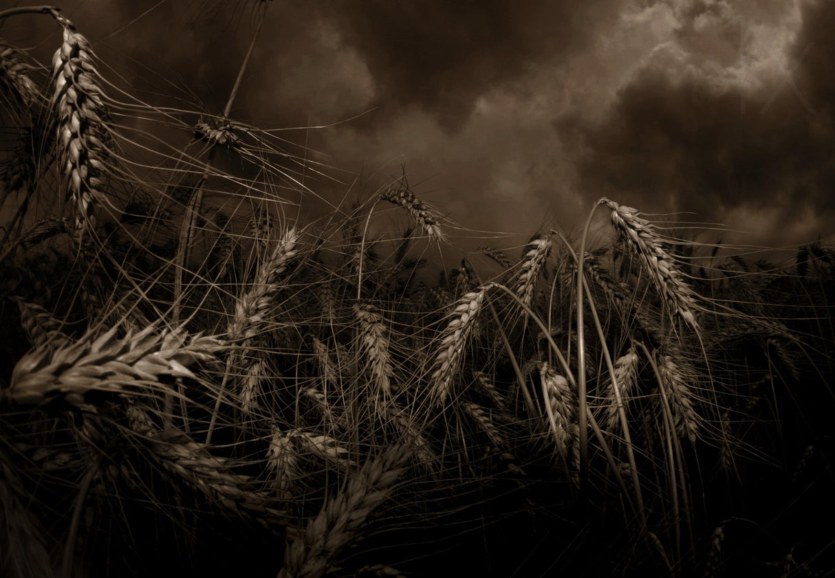hard rain's a-gonna fall Poster och Canvastavla