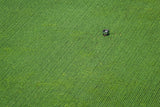Corn field Poster och Canvastavla