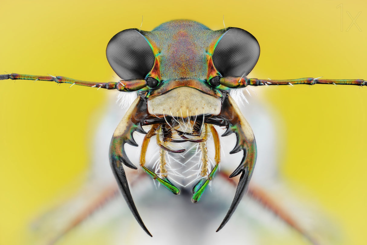 Cicindela ancocisconensis Poster och Canvastavla