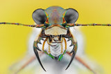 Cicindela ancocisconensis Poster och Canvastavla