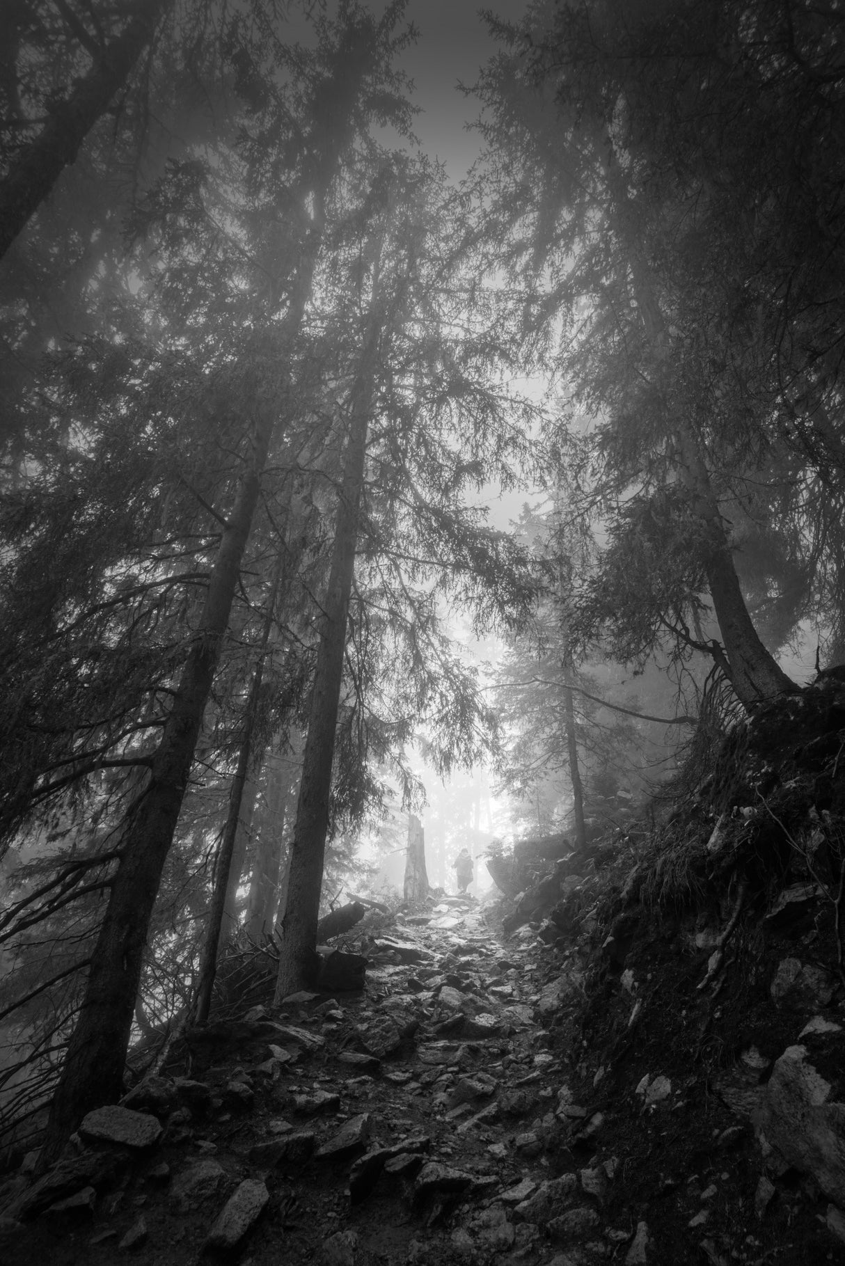 Hiking in the fog Poster och Canvastavla
