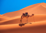Lonely camel in the desert Poster och Canvastavla