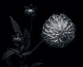 Dahlia Poster och Canvastavla
