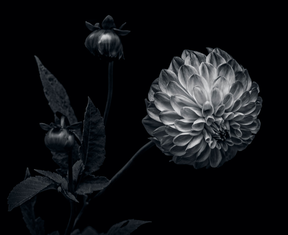 Dahlia Poster och Canvastavla