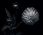 Dahlia Poster och Canvastavla