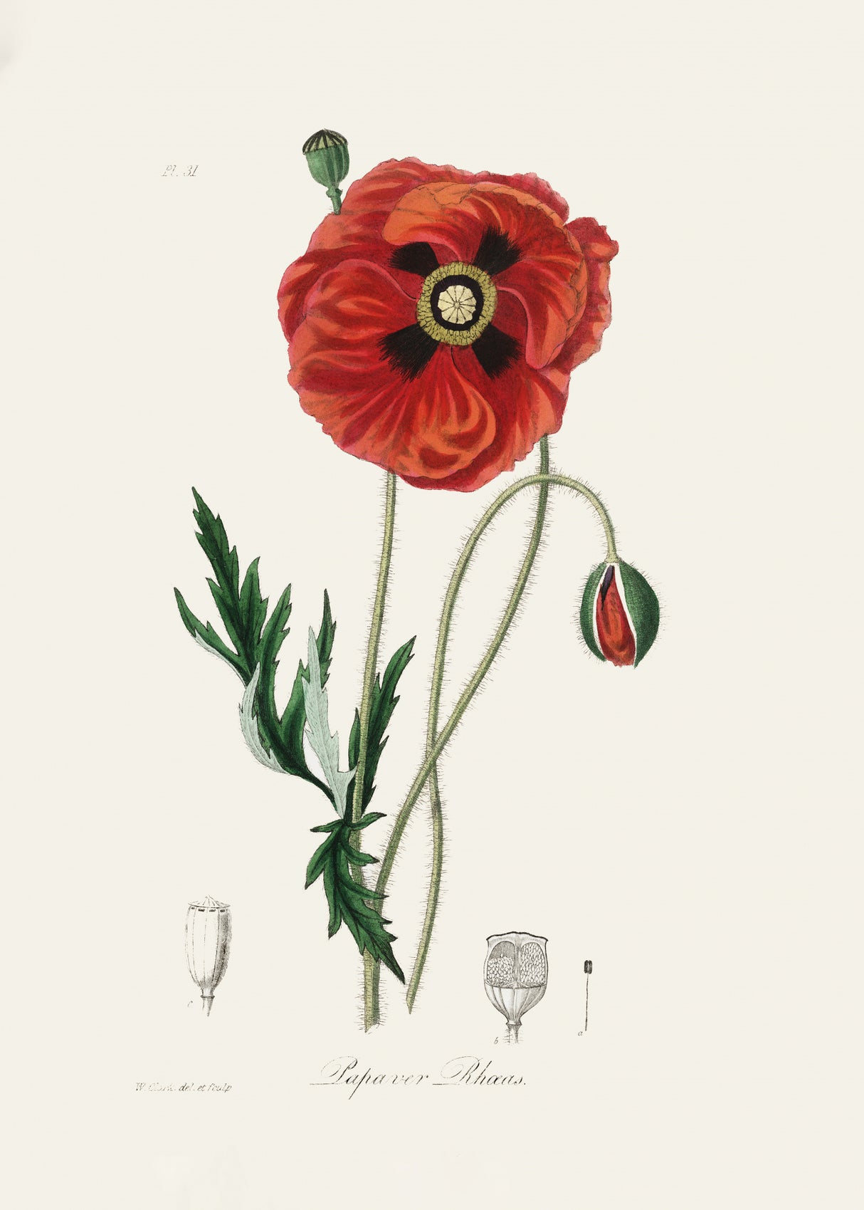 Common Poppy (papaver Rhoeas) Medical Botany Poster och Canvastavla