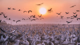 Cranes at sunrise Poster och Canvastavla