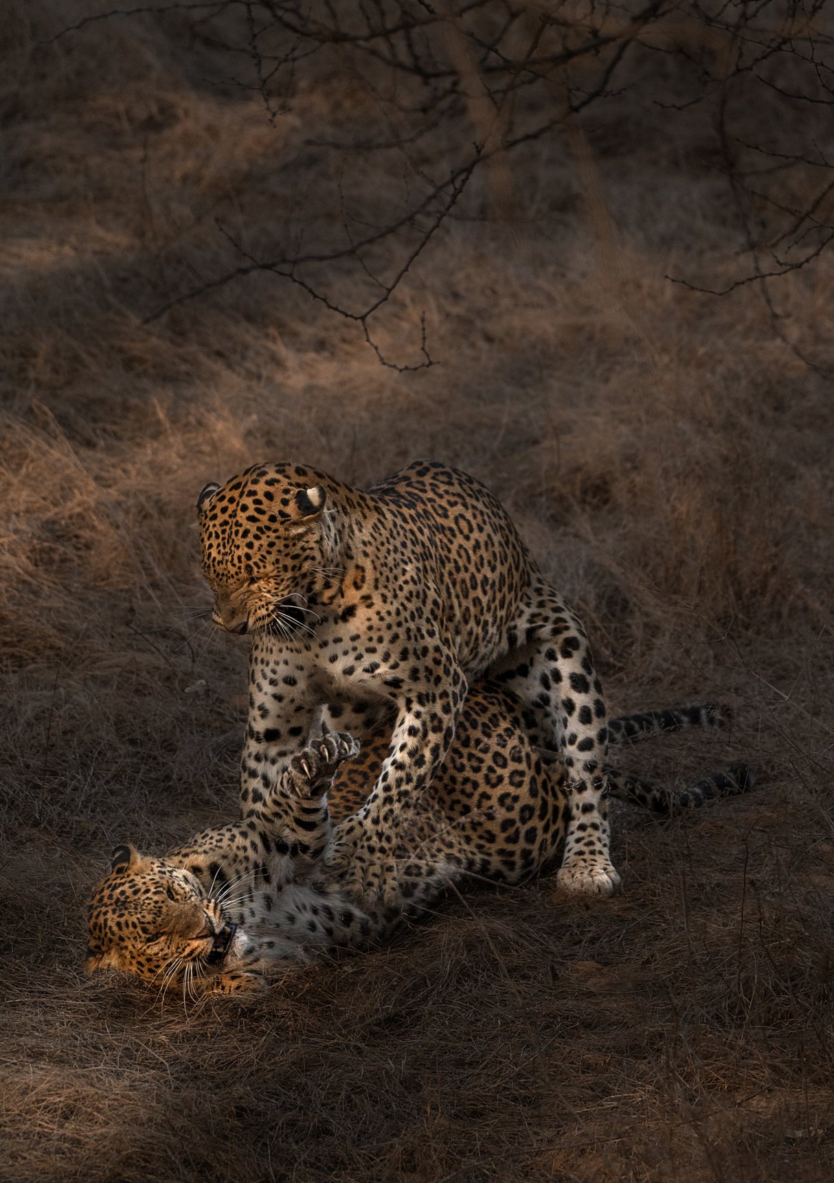 Leopard Mating Poster och Canvastavla