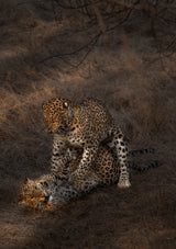 Leopard Mating Poster och Canvastavla