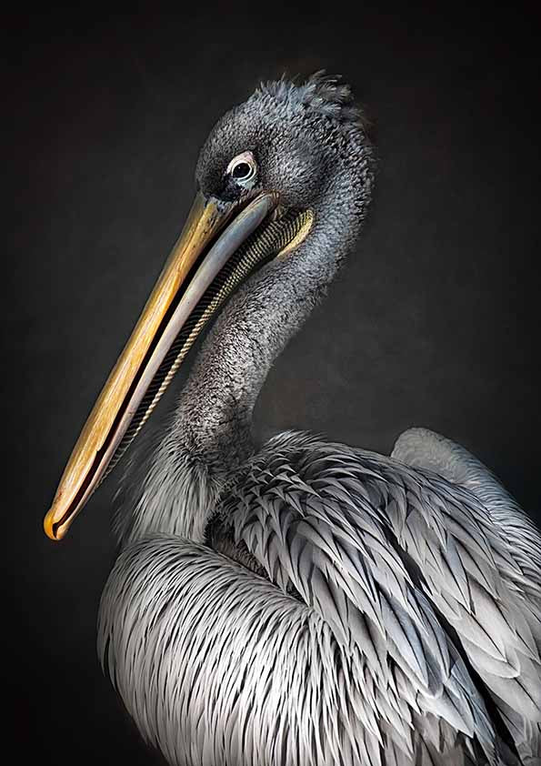 Pelican porträtt poster