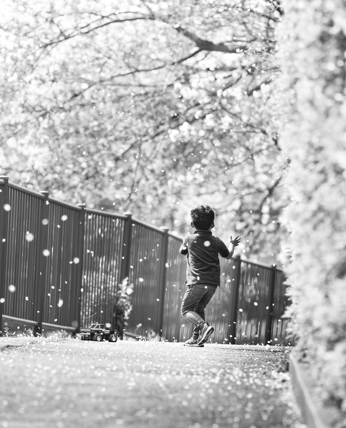 Falling cherry blossoms Poster och Canvastavla