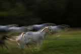 Galloping Poster och Canvastavla