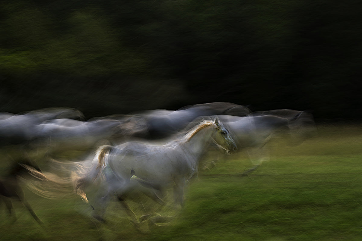 Galloping Poster och Canvastavla