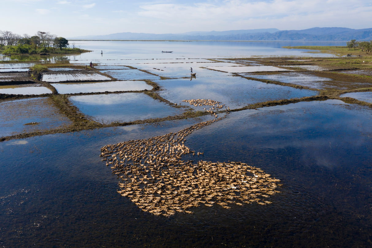 Thousands of ducks herded Poster och Canvastavla