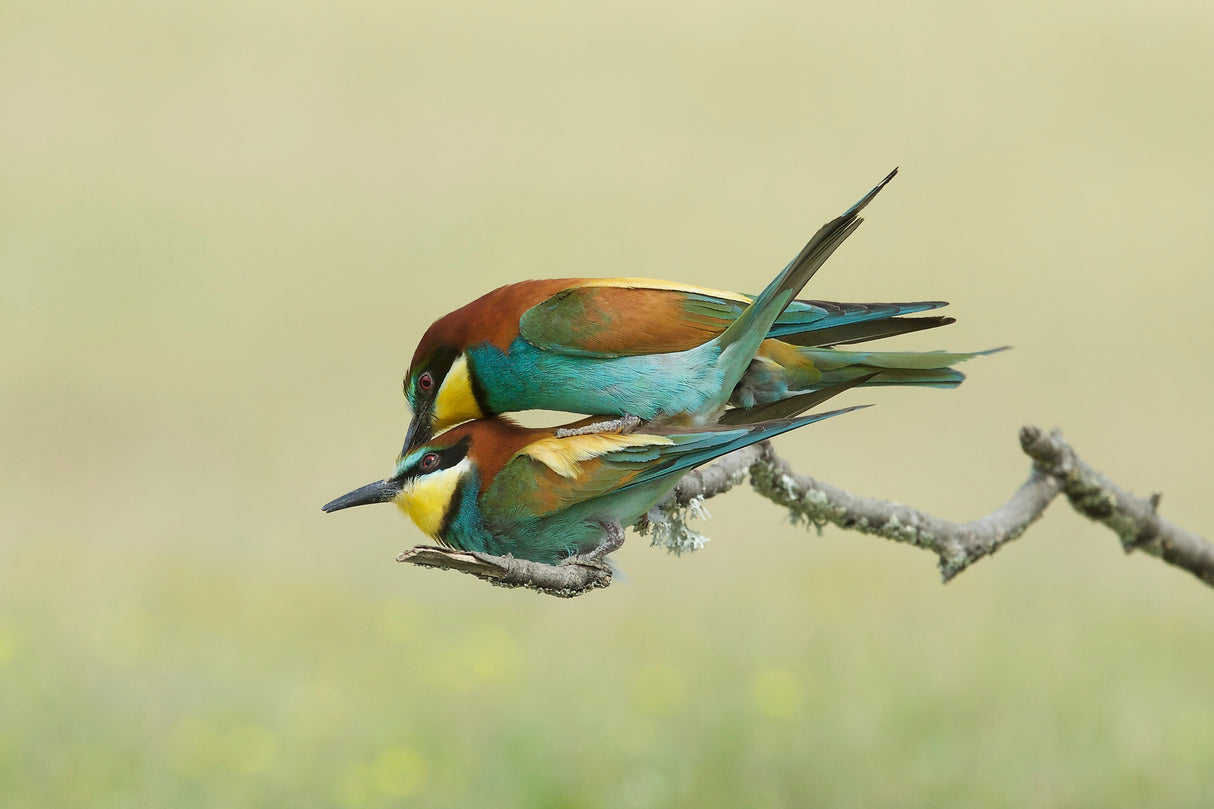 Making little Bee-eaters - 2 Poster och Canvastavla