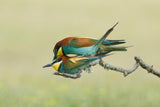 Making little Bee-eaters - 2 Poster och Canvastavla
