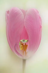 The Lemur Tree Frog and the Pink Tulip Poster och Canvastavla