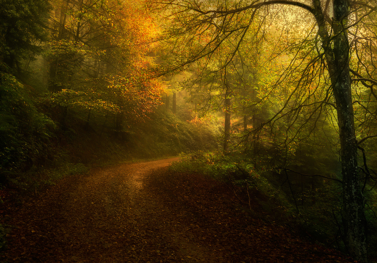 Way in autumn Poster och Canvastavla