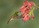 Buff-tailed Coronet - Hummingbird beauty Poster och Canvastavla