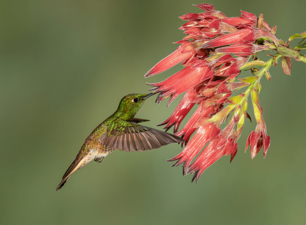 Buff-tailed Coronet - Hummingbird beauty Poster och Canvastavla