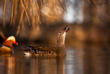 Mandarin duck Poster och Canvastavla