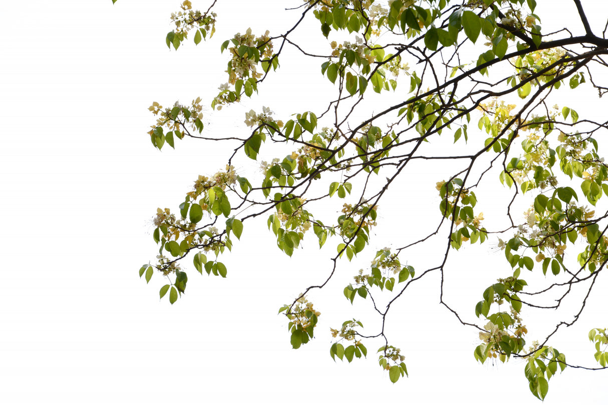 Green Tree Foliage Photo II Poster och Canvastavla
