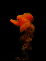 Abstract color paint splash Poster och Canvastavla