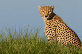 Cheetah Poster och Canvastavla