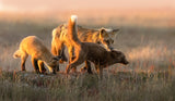 Red Fox Poster och Canvastavla