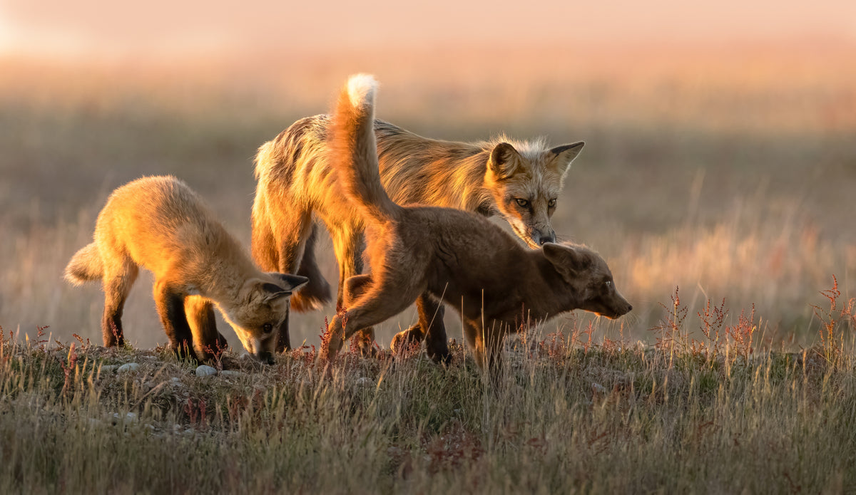 Red Fox Poster och Canvastavla