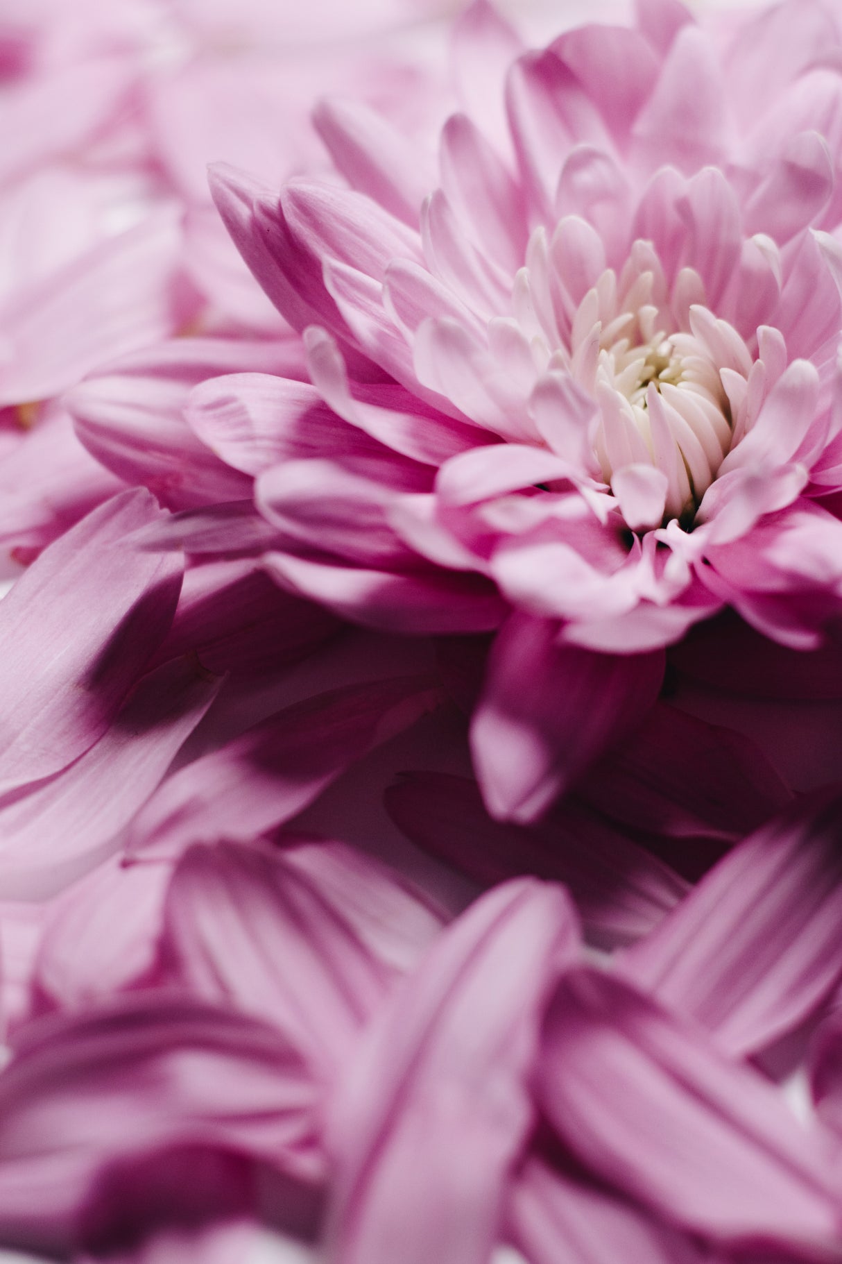 Unfolding beauty Poster och Canvastavla