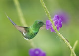 A fueling hummingbird Poster och Canvastavla
