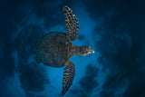 Fly over the reef Poster och Canvastavla
