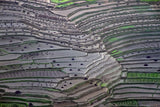 Terrace fields Poster och Canvastavla