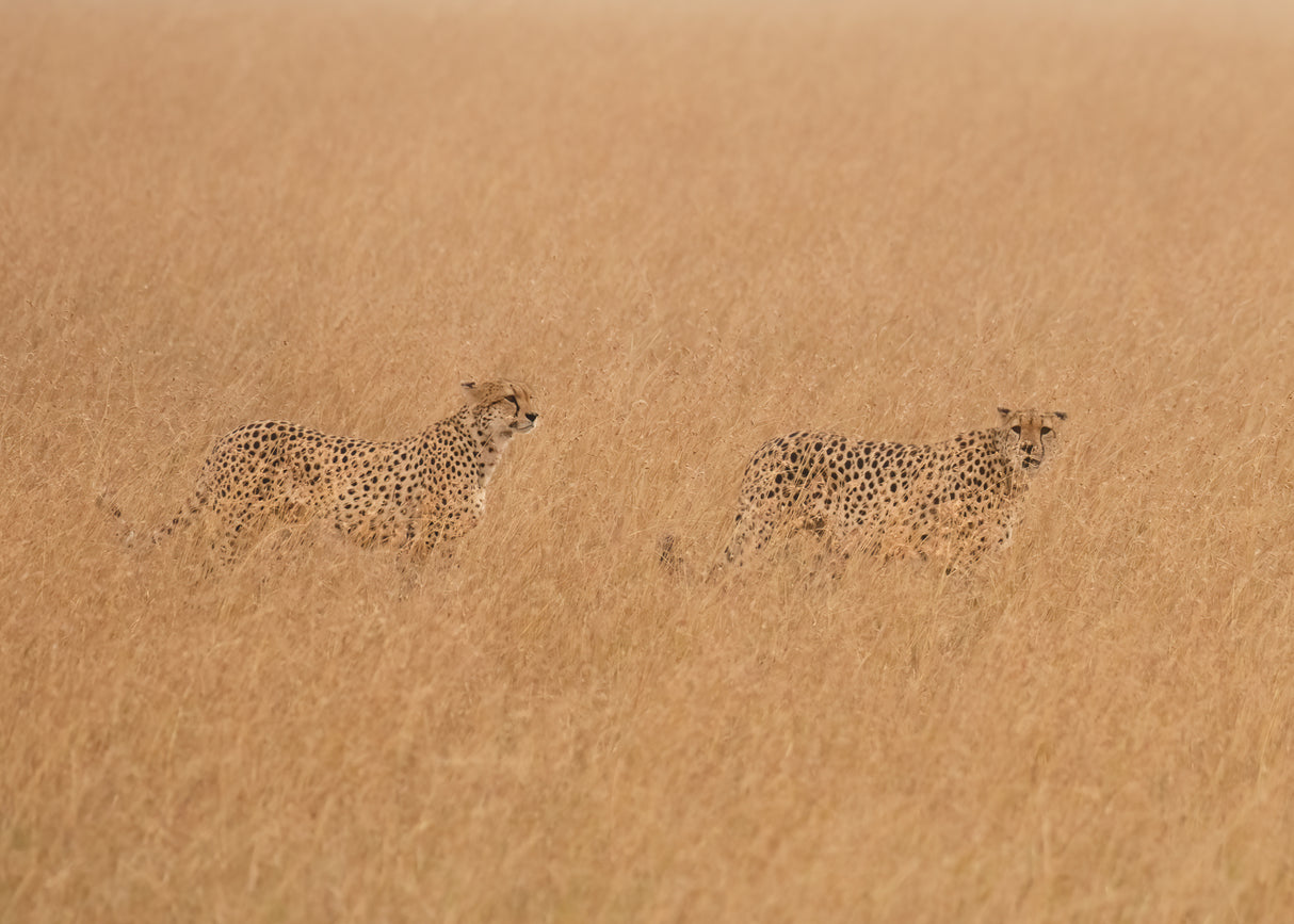 Cheetahs Looking For Prey Poster och Canvastavla