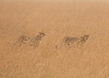 Cheetahs Looking For Prey Poster och Canvastavla